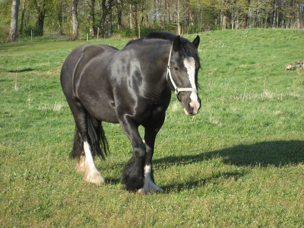 jango påväg mot nya mål. jango påväg mot nya mål.