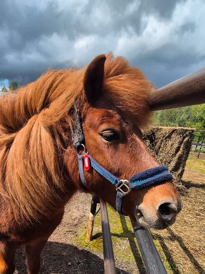 Hästar & ridsport