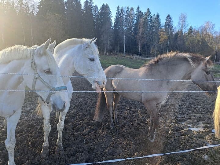 Våra hästraser