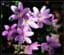 FlowerPower