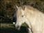 Pinata