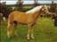 diana_cool
